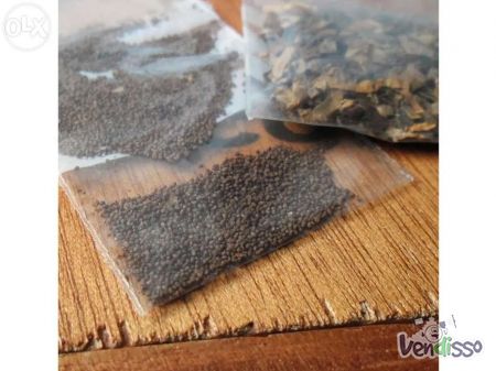 150 sementes de tabaco virginia - portes gratis