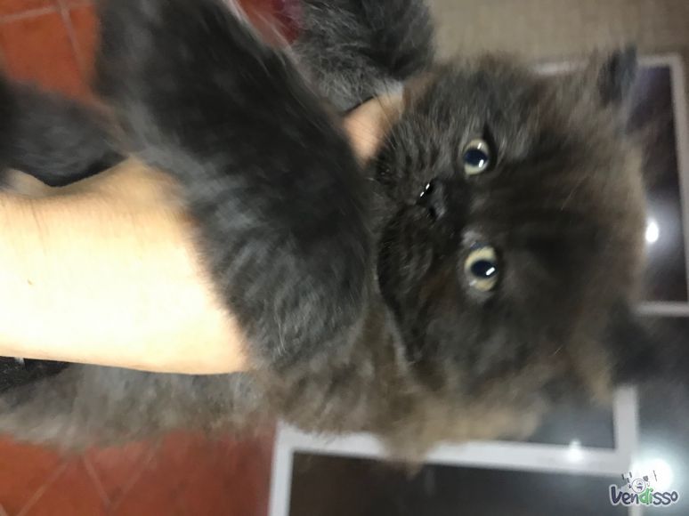 Gatinho 