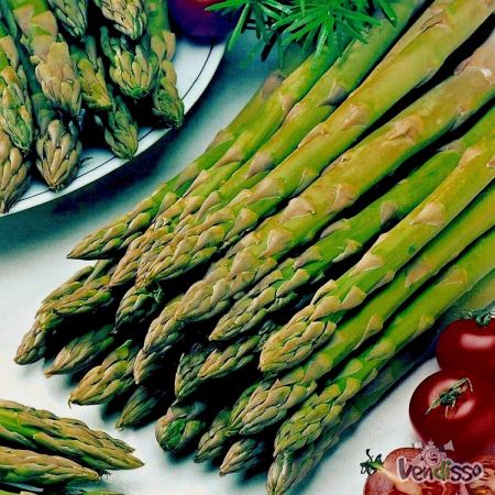 PORTES GRATIS - 250 sementes de espargos espargueira  
