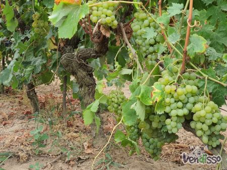 Venda de uva vinicola (branco e tinto)