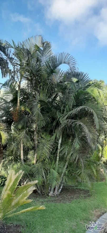 Palmeira talo de bambu - Areca - Dypsis lutescens (10 sementes)