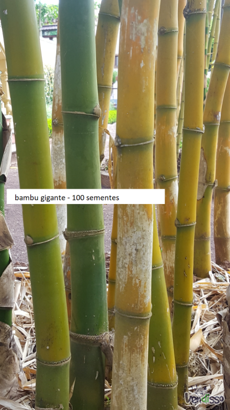 bambu gigante -  dendrocalamus - 100 sementes
