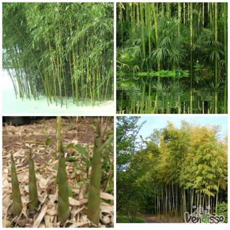 bambu aquatico - Phyllostachys heteroclada - 50 sementes