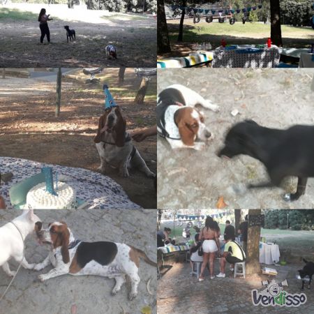 Cuidadora de Caes Dog Walker no Porto