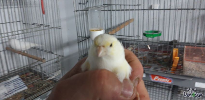 Tenho mosaicos amarelos para ceder