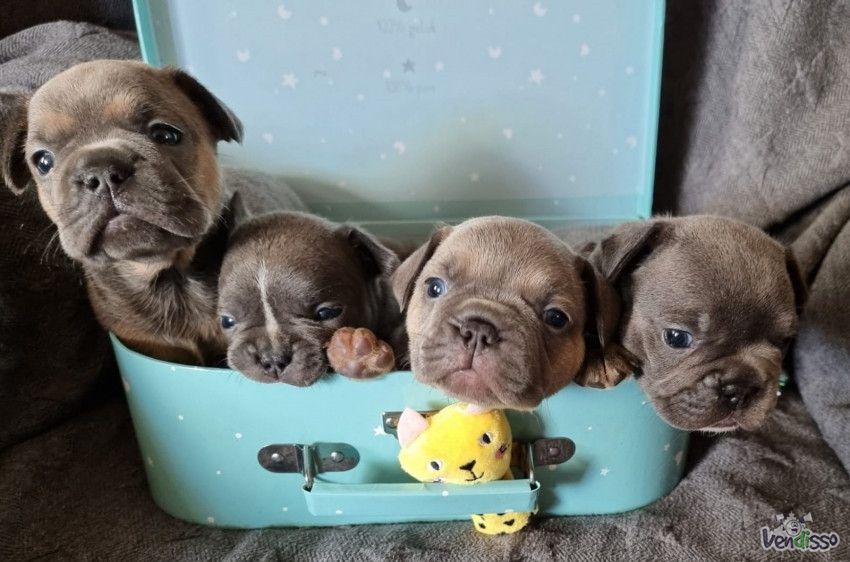Bulldog Françês cachorros - várias cores.