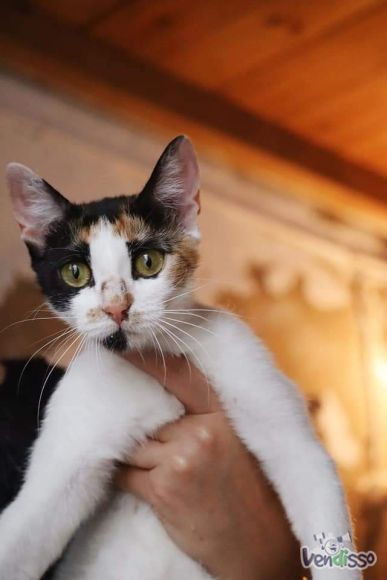 Adopção Gatinha Urgente Tricolor Cloe