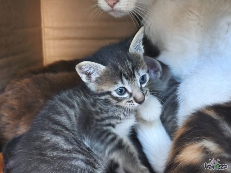Dá-se gatos 
