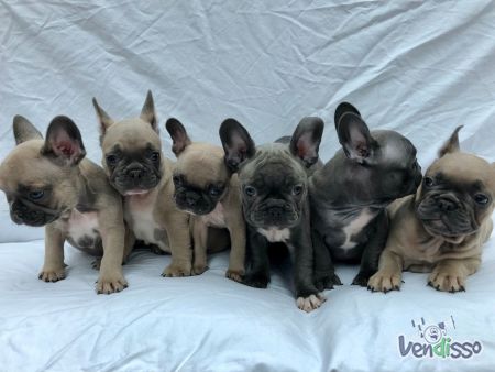 Cachorros Bulldog Francês